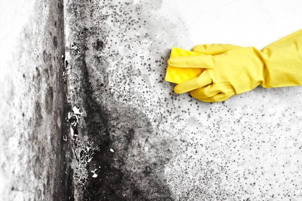 Best Emergency Mold Removal  in Orange, OH