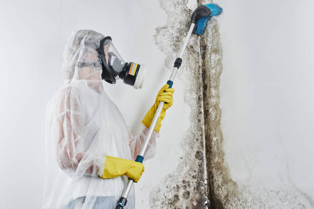 Mold Removal Process in Orange, OH