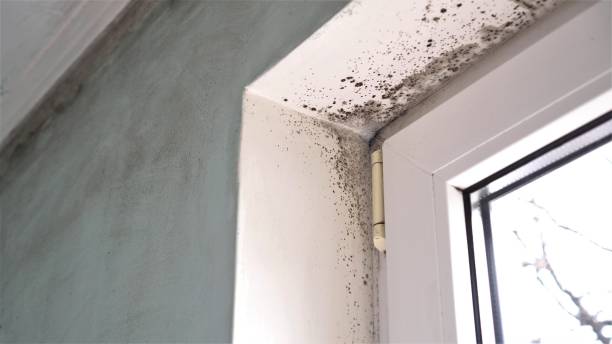 Best Attic Mold Removal  in Orange, OH