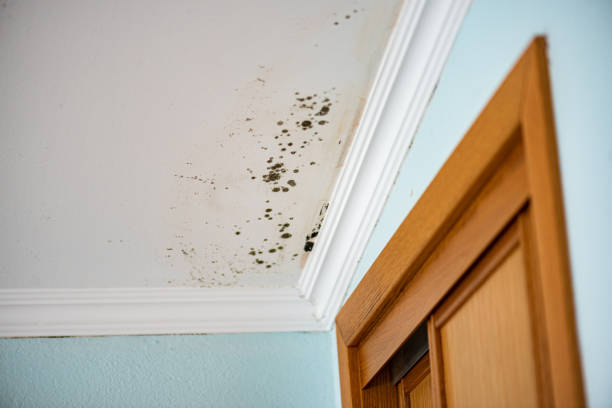 Best Mold Damage Repair  in Orange, OH