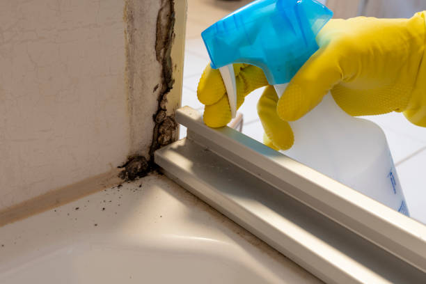 Best Certified Mold Removal  in Orange, OH