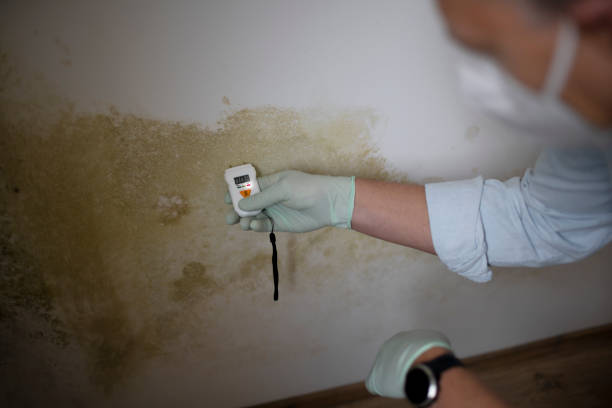 Mold Testing and Removal in Orange, OH