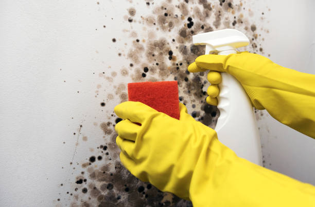  Orange, OH Mold Removal Pros