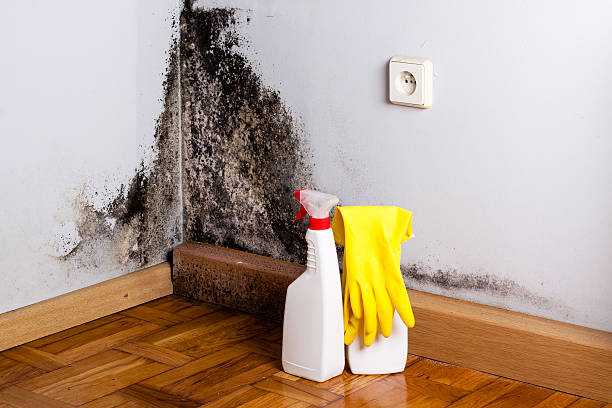 Best Same-Day Mold Removal  in Orange, OH