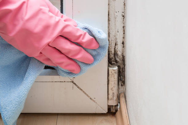 Best Home Mold Removal  in Orange, OH